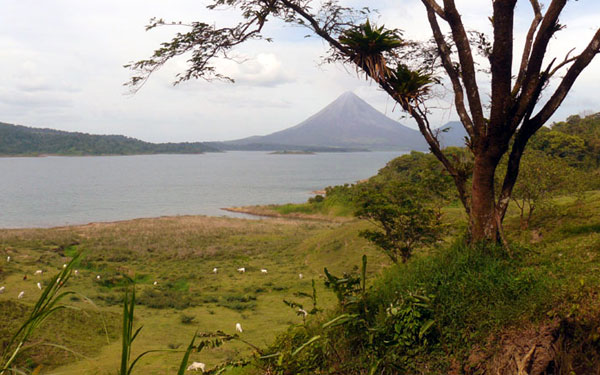 With almost nothing to cattle to see them, there are great views of Arenal Volcano in this part of the lake.